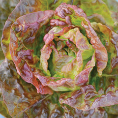 Continuity Lettuce