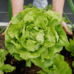 Buttercrunch Lettuce