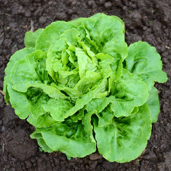 Buttercrunch Lettuce