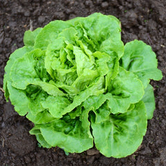 Buttercrunch Lettuce