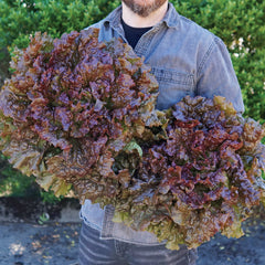 Red Sails Lettuce