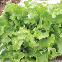 Green Salad Bowl Lettuce