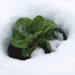 Winter Density Lettuce