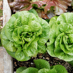 Winter Density Lettuce