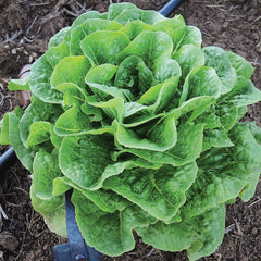 Winter Density Lettuce