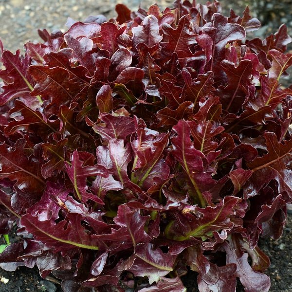 Buckley Lettuce