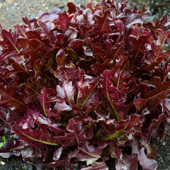Buckley Lettuce