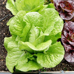 Valmaine Lettuce