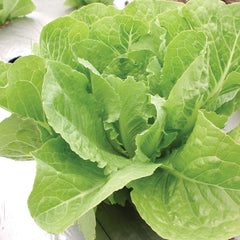 Valmaine Lettuce