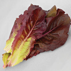 Devil's Tongue Lettuce