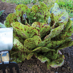 Flashy Trout's Back Lettuce