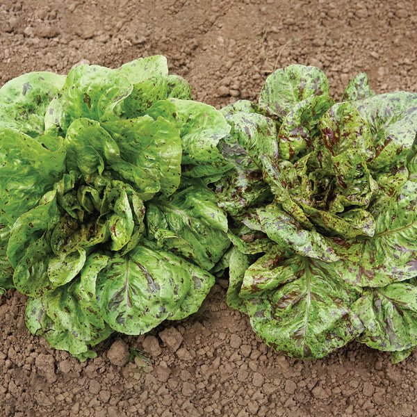 Flashy Trout's Back Lettuce