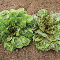 Flashy Trout's Back Lettuce