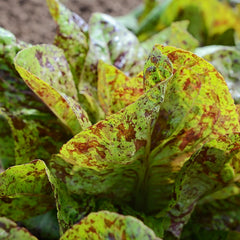 Flashy Trout's Back Lettuce