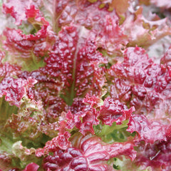 New Red Fire Lettuce