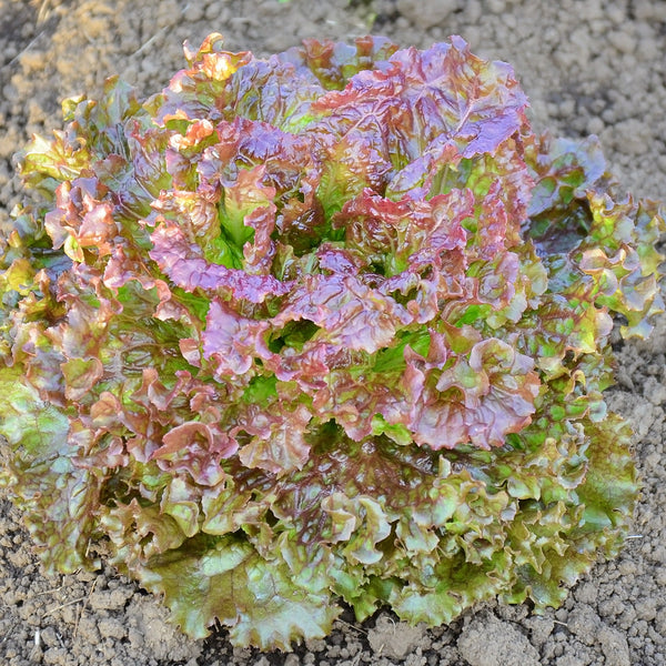 New Red Fire Lettuce