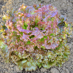 New Red Fire Lettuce