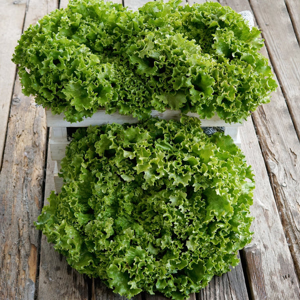 Bergam's Green Lettuce