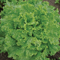 Bergam's Green Lettuce