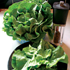Optima Lettuce