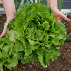 Optima Lettuce