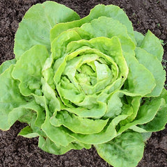 Optima Lettuce