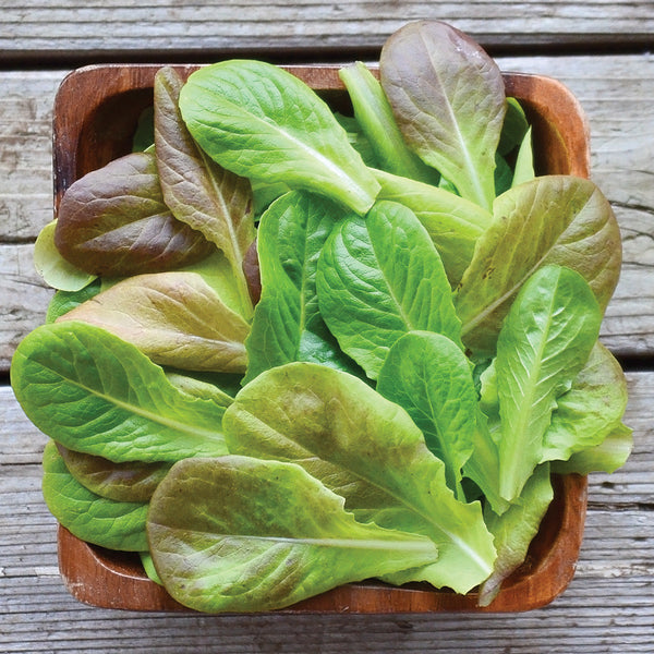 Yukon Winter Mix Lettuce