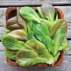 Yukon Winter Mix Lettuce