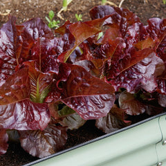 Outredgeous Lettuce