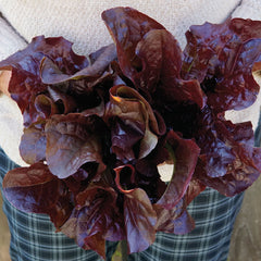 Outredgeous Lettuce