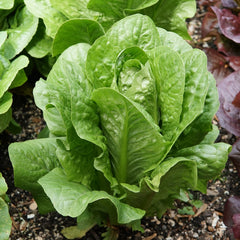 Bullet Lettuce