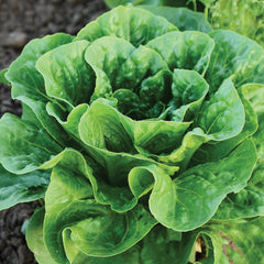Bullet Lettuce