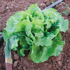 Winterwunder Lettuce