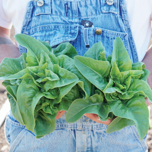 Green Deer Tongue Lettuce
