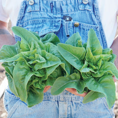 Green Deer Tongue Lettuce