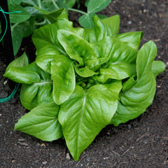 Green Deer Tongue Lettuce