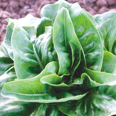 Green Deer Tongue Lettuce