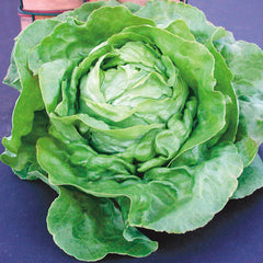 Victoria Lettuce