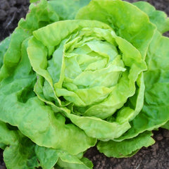 Victoria Lettuce