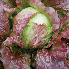 Red Iceberg Lettuce