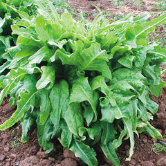 Italienischer Lettuce