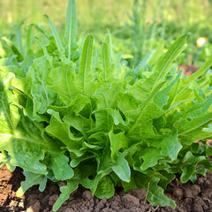 Italienischer Lettuce