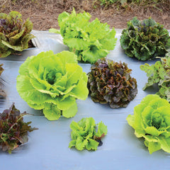 Wildest Garden Lettuce Mix
