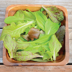 Wildest Garden Lettuce Mix