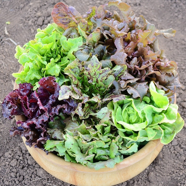 Wildest Garden Lettuce Mix