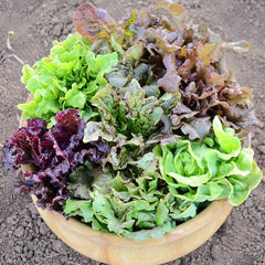 Wildest Garden Lettuce Mix