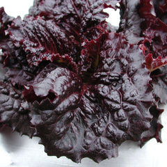 Merlot Lettuce