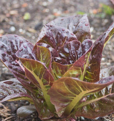 Breen Pelleted Organic