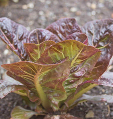 Breen Pelleted Organic