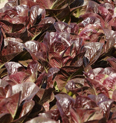Breen Pelleted Organic